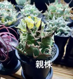 アガベ Lize血統 シーザー 子株1 チタノタ lizeのサムネイル