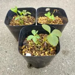 2本✨有名ナーサリーMIX苗✨赤ちゃん苗✨クリスマスローズ　匿名配送 人気のまん丸多弁♪クリスマスローズ、苗、開花株 水曜日まで