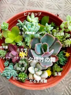 寄せ植え解体ꔛ‬せっと