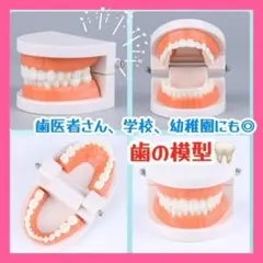 歯の模型 人体　学校　歯科 歯磨き練習 子供 歯医者　知育玩具 キッズ　81