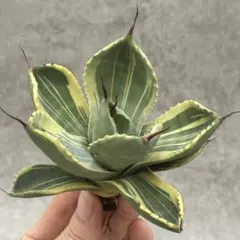 【No.12】アガベ　パリートランカータ　ライムストリーク　美株 No.12】アガベ パリートランカータ ライムストリーク 美株