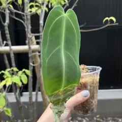 2025年最新】アンスリウム ワロクアーナムの人気アイテム - メルカリ