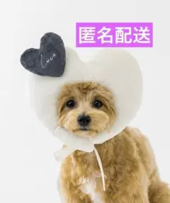 ② ハート顔ハメ アイボリー ハート バレンタイン 犬 ペット スリーコインズ