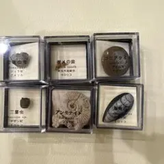 三葉虫 スピリファー アンモナイト 化石 6点セット