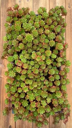 CZ1001　レジティア　72苗　多肉植物　土と根付き エケベリア 韓国苗
