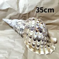 2025年最新】ほら貝 貝殻の人気アイテム - メルカリ