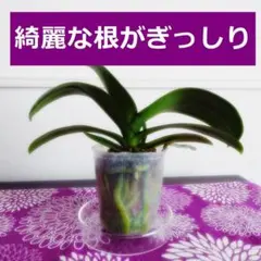 キロロ様 リクエスト 2点 まとめ商品