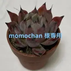 momochan様 リクエスト 3点 まとめ商品