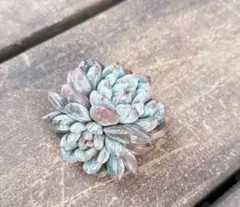 多肉 パテックヒスイ カット苗・微根