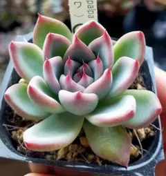 2026年最新】コロラータタパルパの人気アイテム - メルカリ