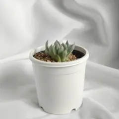 シ*ン様 【美苗】おらいさん苗　ザラゴーサspノバ 2025年最新】ザラゴーサspノバの人気アイテム - メルカリ