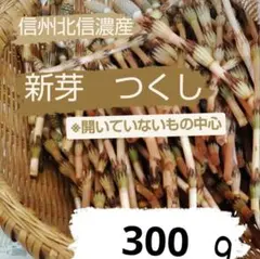 新芽 つくし 300g 信州北信濃産