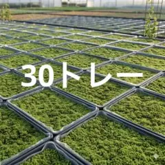 スナゴケ　天然大容量　20.トレー　砂苔　20枚 スナゴケ 天然大容量 20トレー 砂苔 20枚 - メルカリ