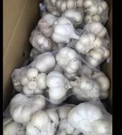 新物 令和8年度産 青森県産 福地ホワイト六片 にんにく L 玉 5kg