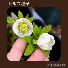 セルフ種子□#3133□大木ナーセリー オーレアSS クリスマスローズ