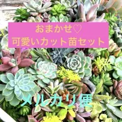 2025年最新】カット苗 多肉の人気アイテム - メルカリ