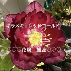 2026年最新】キラメキ クリスマスローズの人気アイテム - メルカリ