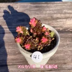 41 レッドベリー錦　2株　抜き苗　多肉植物　セダム　エケベリア 寄せ植え