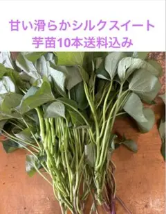 豆乳ダブ様 リクエスト 2点 まとめ商品