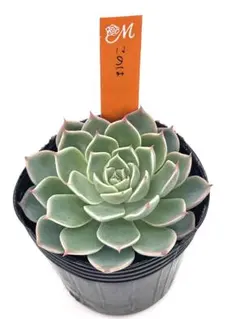 miyaさん苗 札付 命名交配♥️エボニー×ひびき❤️ 多肉 ミヤさん苗 抜き苗 2025年最新】miyaさん苗の人気アイテム - メルカリ