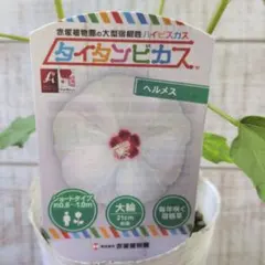 タイタンビカス冬越し成苗 - メルカリ