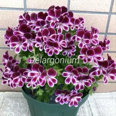 ペラルゴニウム チェリーミルク 苗(鉢植え) - メルカリ