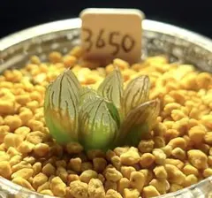 3650 オブスク　実生　多肉植物 ハオルチア アロエのサムネイル