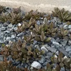 オマケ付き‼️ 多肉植物 カランコエ 不死鳥 80苗　検）エケベリア シーザーのサムネイル