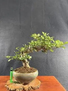 皐月(さつき)】 
