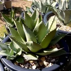 2025年最新】アガベ パリー 姫吉祥天の人気アイテム - メルカリ