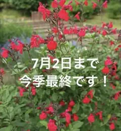 赤花チェリーセージ プラグ苗1個 - メルカリ