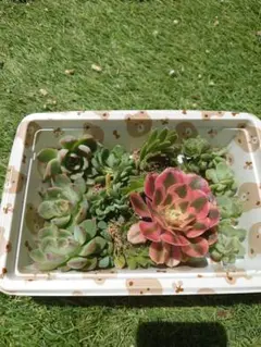 多肉植物 寄せ植え 詰め合わせのサムネイル