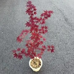 モミジ 黄八丈 イロハモミジ系 90cmもみじ 紅葉 カエデ 鉢植え 苗木