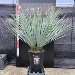 2026年最新】ロストラータ ベアルートの人気アイテム - メルカリ