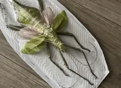裏展翅♀】アケボノアゲハ Atrophaneura標本 Papilio 蝶標本 - メルカリ