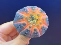 Y-742多肉植物 サボテン ギムノカリキウム　ラゴネシー 実生のサムネイル