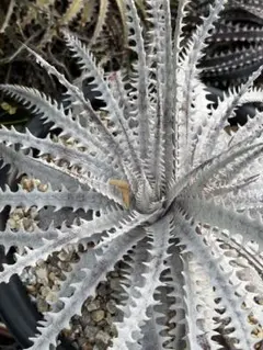 Dyckia 'Tyrant 'ディッキアタイラント Amazonico Hyb - メルカリ