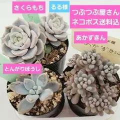 同梱るる様⑦あかずきん❣️とんがりぼうし❣️さくらもち❣️発根済つぶつぶ屋さん