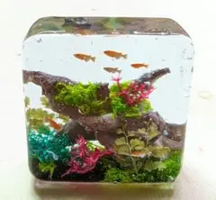めだか流木水槽　オブジェ