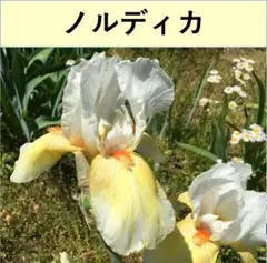 ジャーマンアイリス球根　７芽 　J3-2のサムネイル