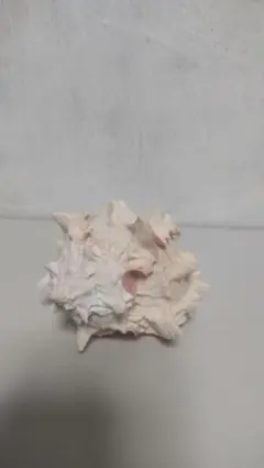 貝殻①