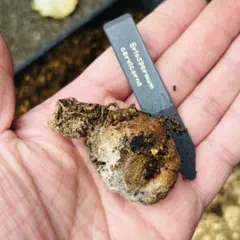 2026年最新】エリオスペルマ ケルビコルネの人気アイテム - メルカリ