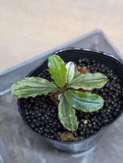 Bucephalandra sp. Pink Variegata - メルカリ