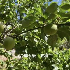 Item thumbnail for item 33daf690-6e46-4bfe-b0a1-fa9a8dcdaafe