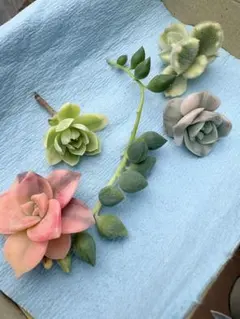 薄化粧錦　ラブリーローズ錦　パープルディライト錦　熊童子錦　エンジェルティアーズ