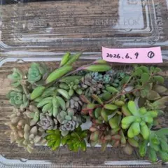多肉植物 カット苗セット おらいさん苗入り - メルカリ