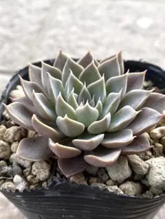 2025年最新】多肉植物シムランスの人気アイテム - メルカリ