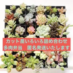カット苗いろいろ詰め合わせ36種 多肉弁当　匿名発送いたします^ ^