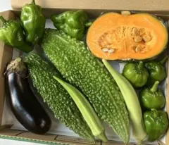 農薬不使用　野菜セット⑤