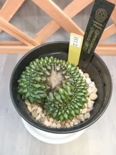 ひでさん様 リクエスト 3点 まとめ商品